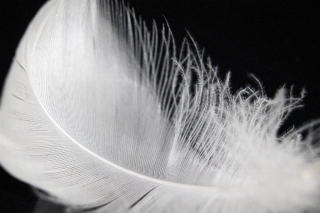 Photo Oiseau aile noir et blanc
 blanc