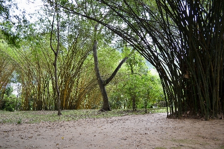 Zdjęcie Drzewo natura las trawa