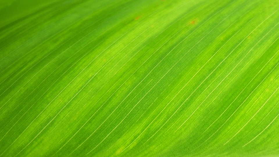 草 露 植物 阳光