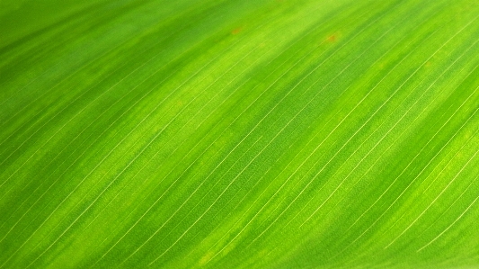 Grass dew plant sunlight Photo