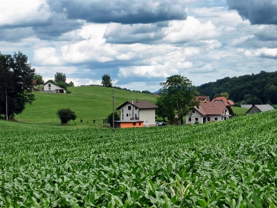 Landscape nature forest grass Photo