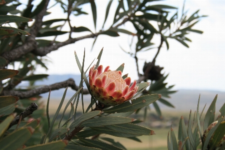 Foto Albero ramo fiore pianta