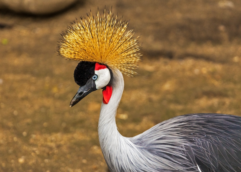 Ptak dzikiej przyrody dziób fauna