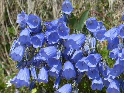 Blossom plant flower bloom Photo