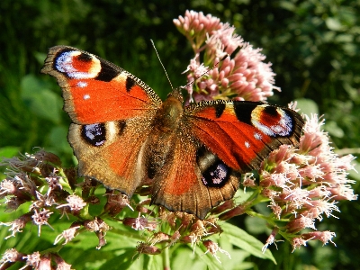 Flower red insect butterfly Photo