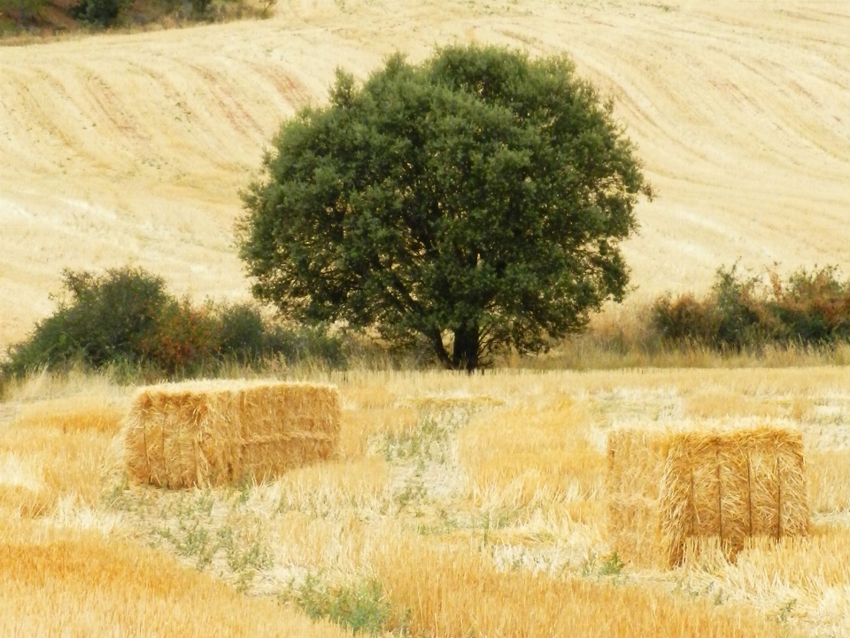 Landschaft baum anlage heu