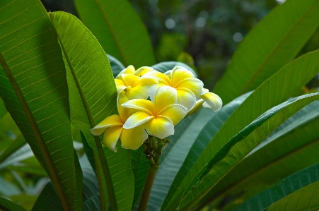 Foto Pohon alam cabang mekar