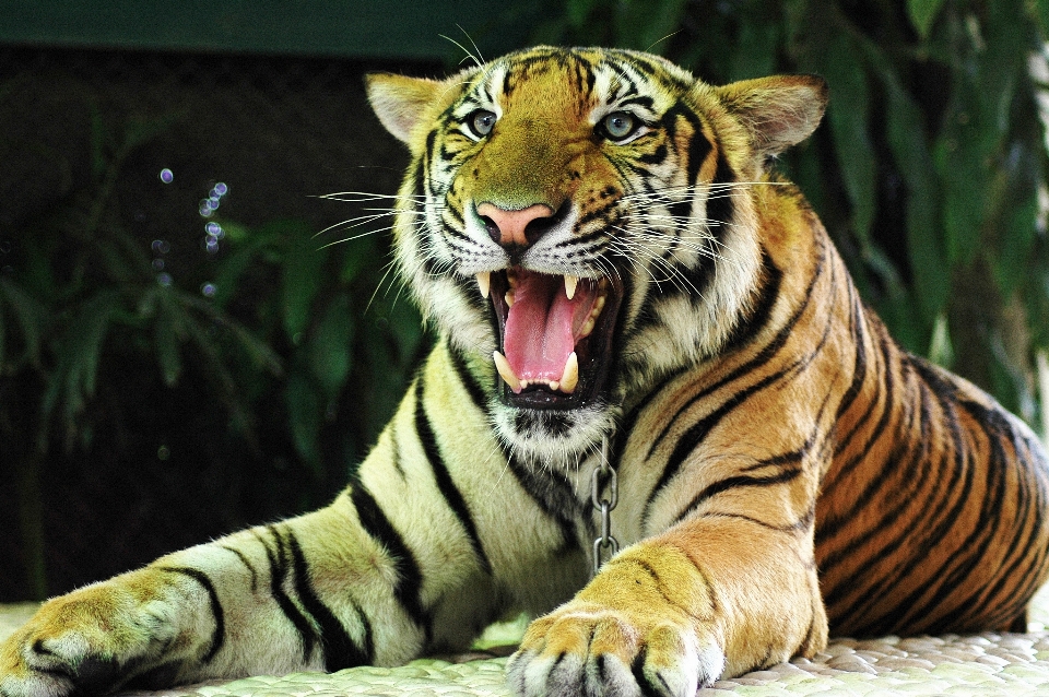 Faune zoo chat mammifère