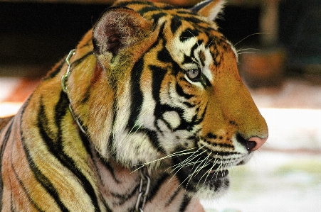 Foto Animais selvagens jardim zoológico retrato gato