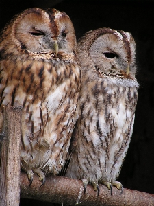 鳥 羽 野生動物 嘴 写真