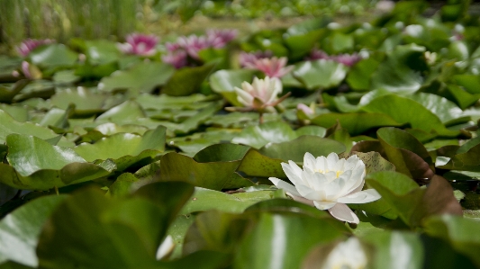 水 自然 花 植物 写真