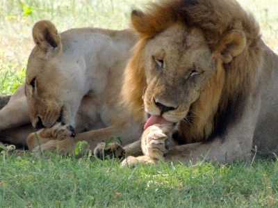 Male female wildlife zoo Photo