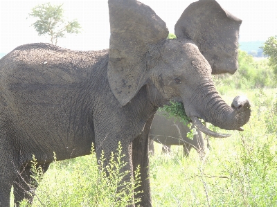 Wildnis
 stamm tierwelt wild Foto