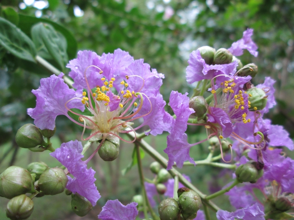 Blossom plant flower herb