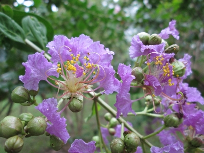 Blossom plant flower herb Photo