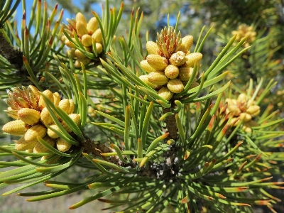 Tree nature branch growth Photo