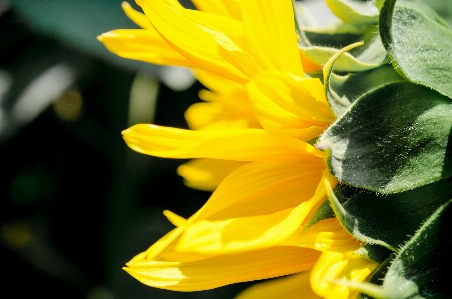 Foto Plantar flor pétala verão