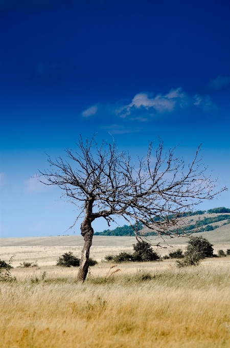 Krajobraz morze drzewo natura