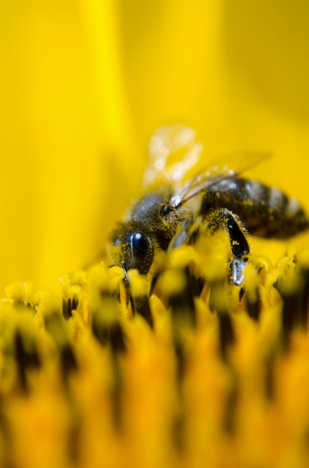 Natura fotografia kwiat pyłek kwiatowy