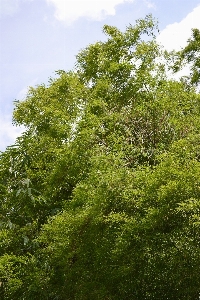 Foto Albero natura foresta ramo