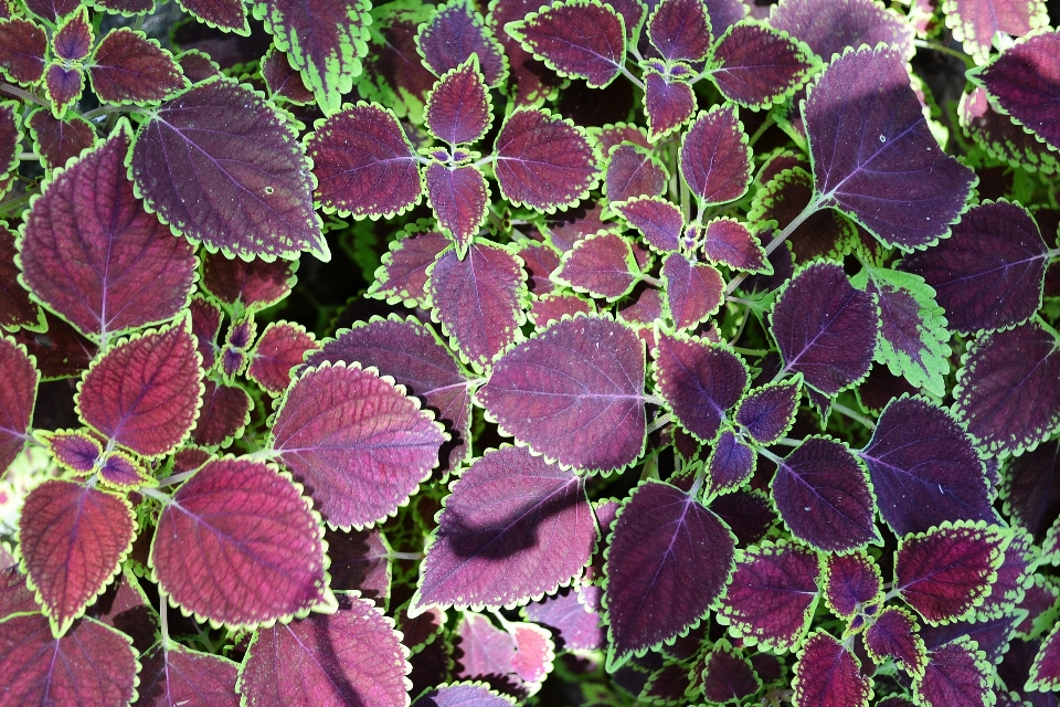 Planta textura hoja flor