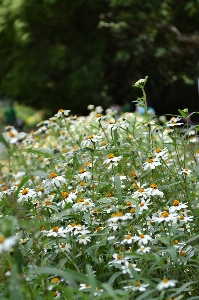 Nature grass blossom plant Photo