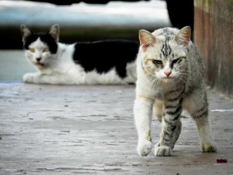 Animal fauna silvestre salvaje pelo