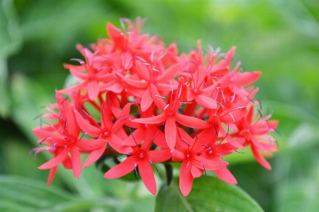 Nature plant flower petal Photo