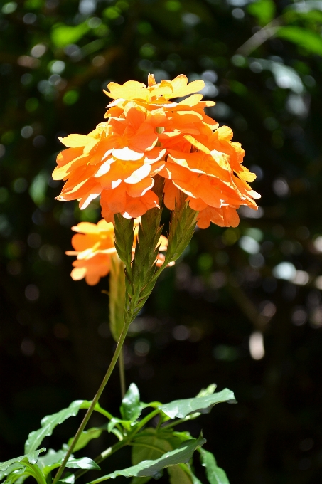 Natura pianta foglia fiore