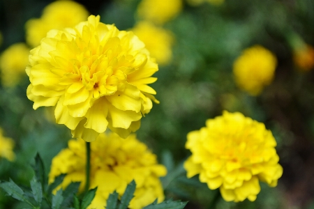 Plant flower petal herb Photo