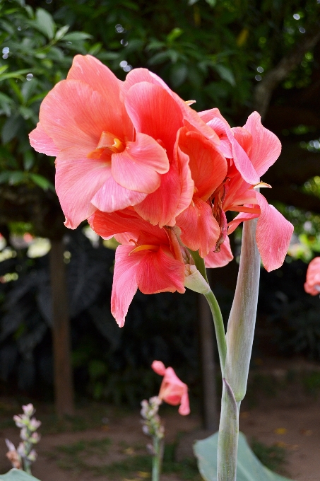 Natur blüte anlage blume