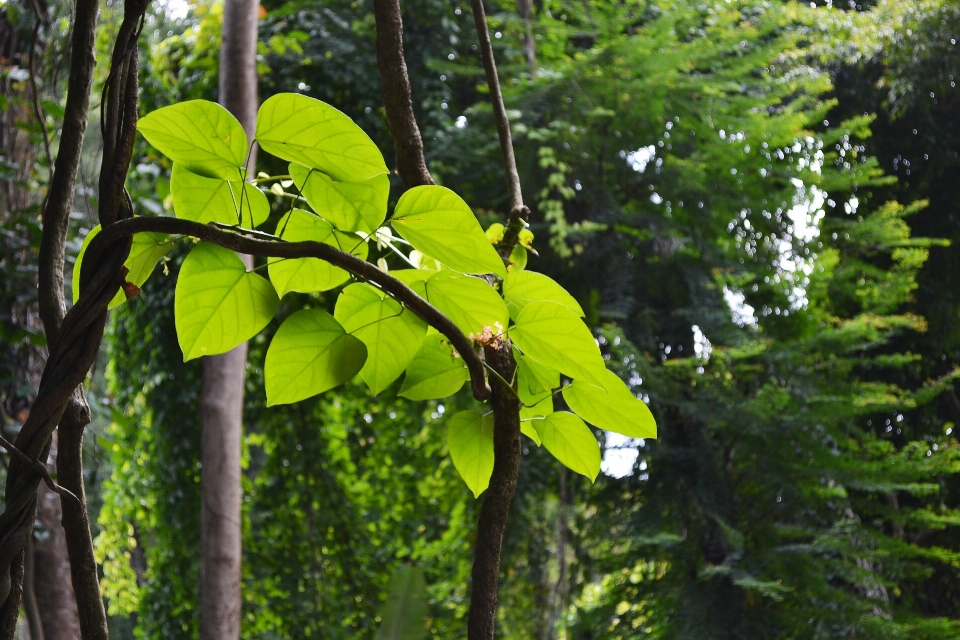 árvore natureza floresta filial