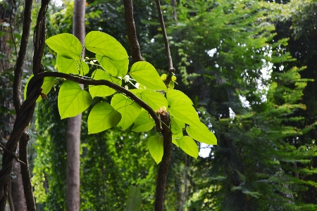 Foto árbol naturaleza bosque rama