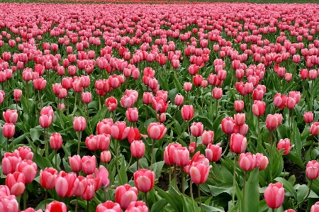 Plant field farm flower Photo