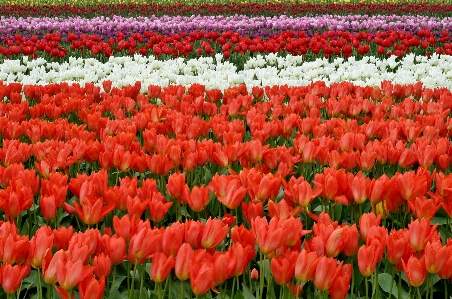 Foto Pianta campo azienda agricola fiore