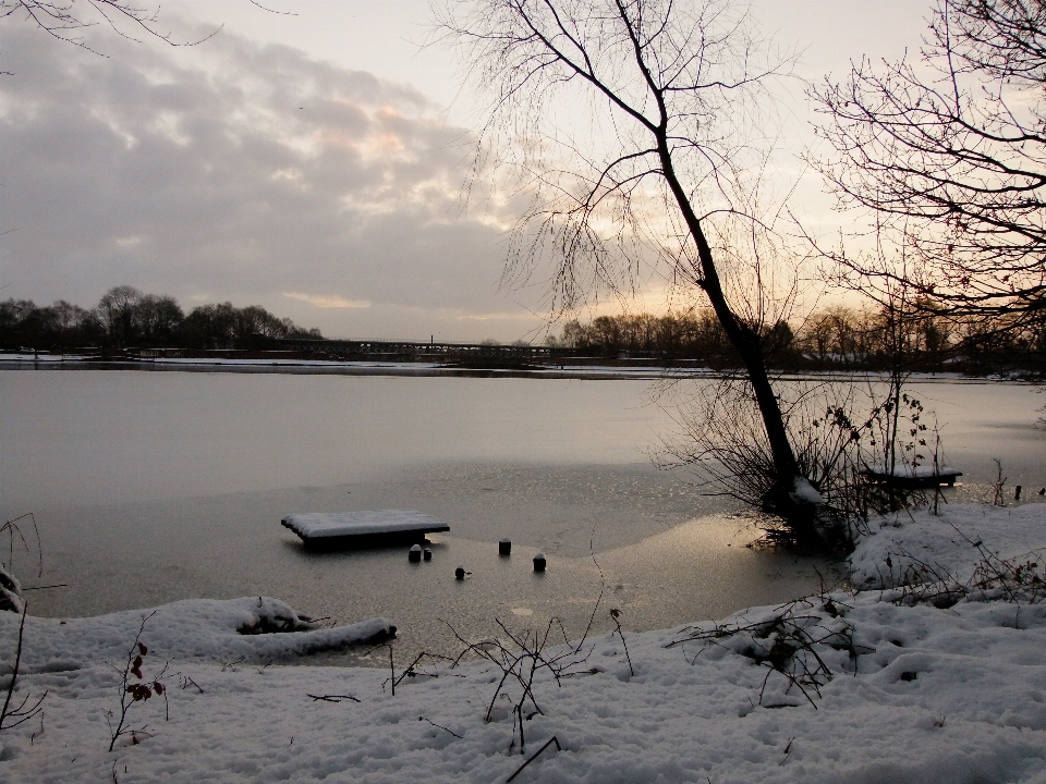 Paysage arbre eau nature