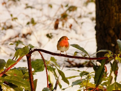 Nature outdoor wilderness branch Photo