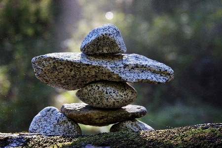 木 自然 森 草 写真