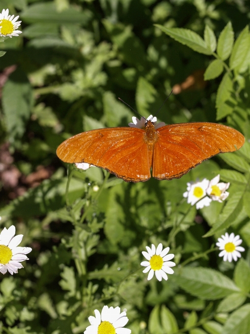 Natur anlage wiese
 blatt