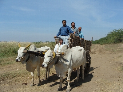 Landscape people cart rustic Photo