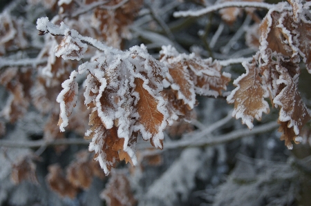 Tree nature branch snow Photo