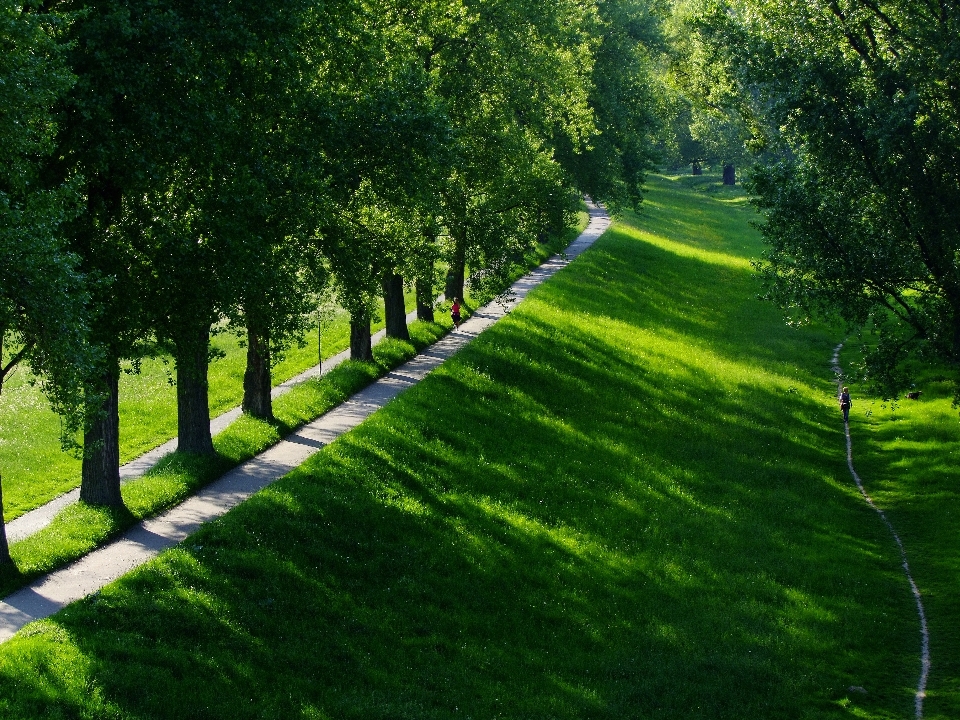 Landscape tree nature forest