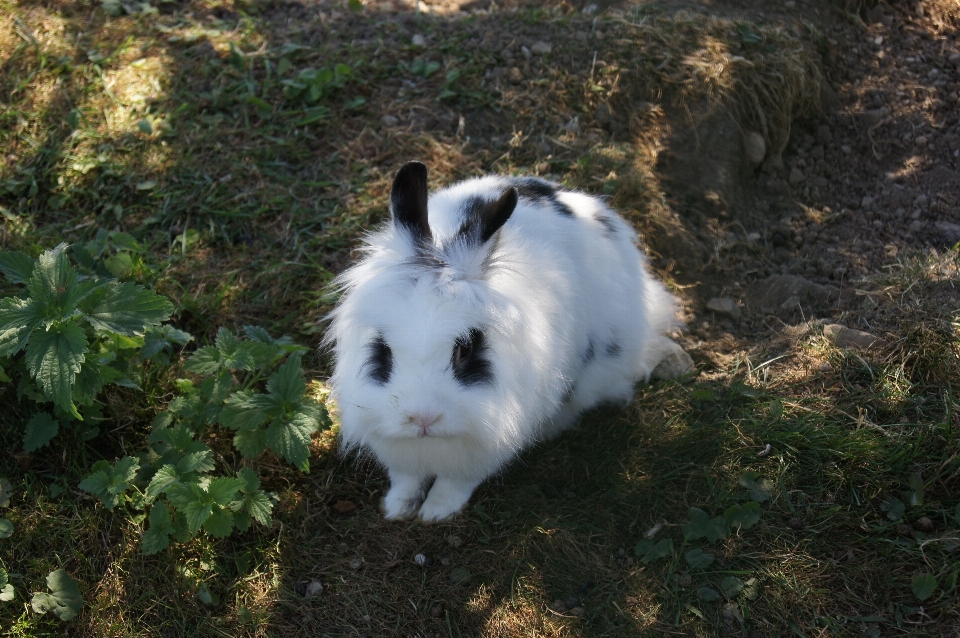 Grama branco bonitinho bicho de estimação