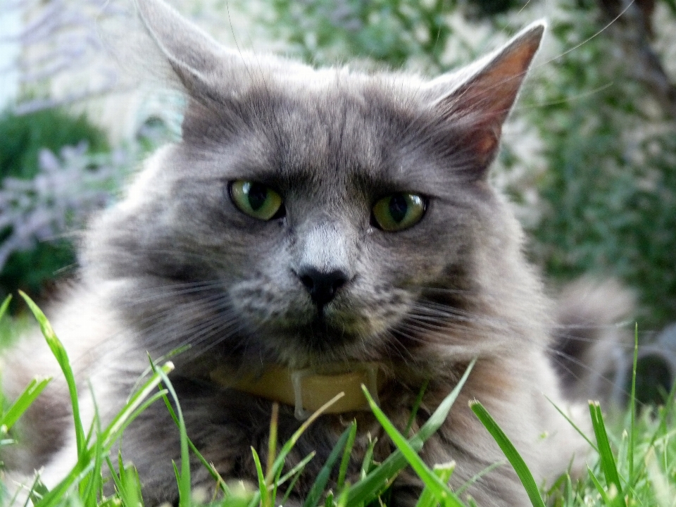 Herbe chat mammifère fauna