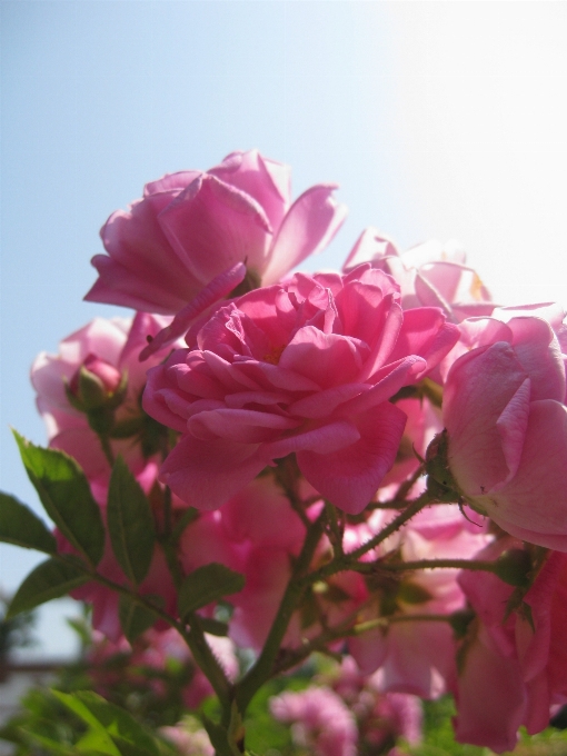 自然 花 植物 空