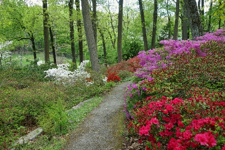 Foto Naturaleza camino planta césped