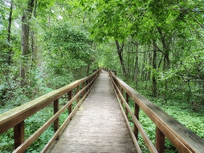 Landscape tree nature forest Photo