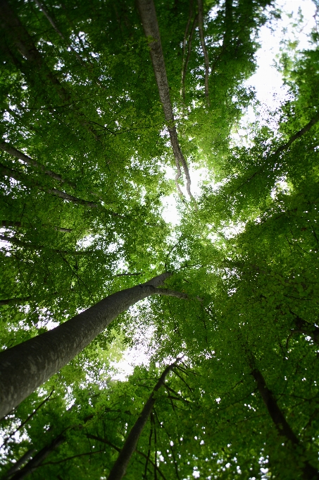 Drzewo natura las oddział