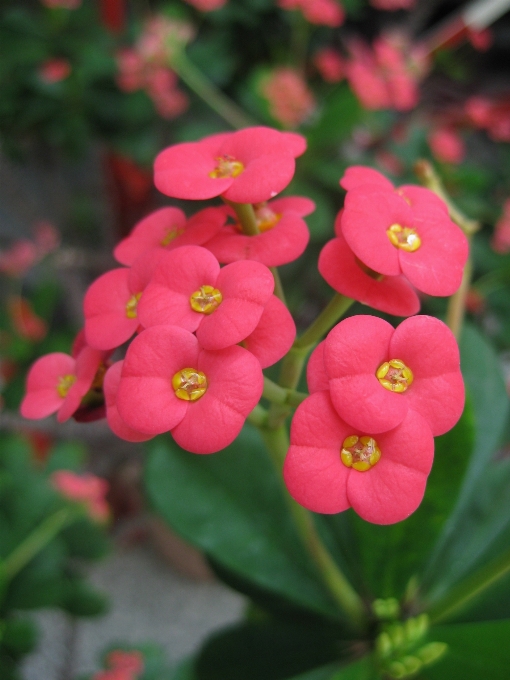 Blossom plant flower petal