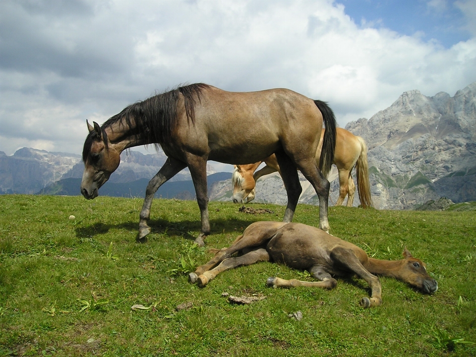 Natura prato
 animale gregge
